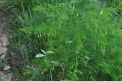 Asparagus tenuifolius