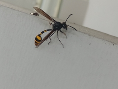 Phimenes flavopictus blanchardi