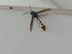 Phimenes flavopictus blanchardi