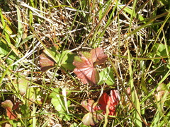Sidalcea calycosa rhizomata