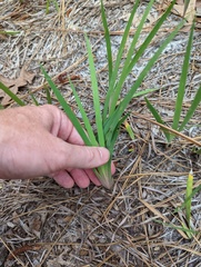 Iris verna