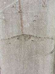 Fagus sylvatica