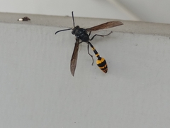 Phimenes flavopictus blanchardi