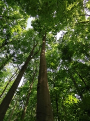 Fagus sylvatica