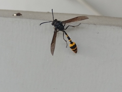 Phimenes flavopictus blanchardi