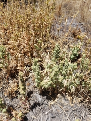 Extriplex joaquinana