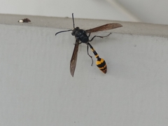 Phimenes flavopictus blanchardi