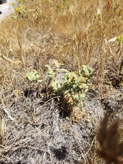 Extriplex joaquinana