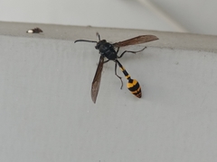 Phimenes flavopictus blanchardi