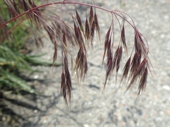 Bromus tectorum