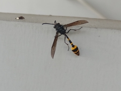 Phimenes flavopictus blanchardi