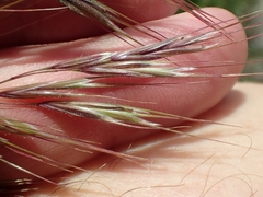 Bromus tectorum