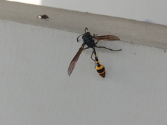 Phimenes flavopictus blanchardi
