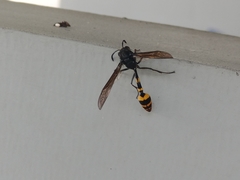 Phimenes flavopictus blanchardi