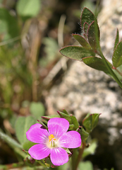 Calandrinia ciliata