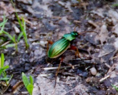 Carabus auratus