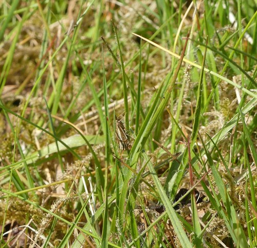 Powdered Grass-veneer, Duizendmeterweg, 2116 Bentveld, Netherlands, photo 10 of 10