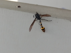 Phimenes flavopictus blanchardi