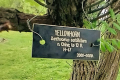 Xanthoceras sorbifolium