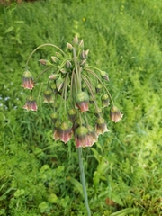 Allium siculum