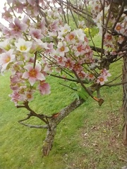 Xanthoceras sorbifolium