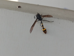 Phimenes flavopictus blanchardi