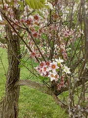 Xanthoceras sorbifolium