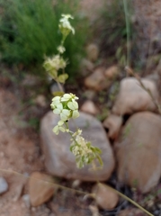 Biscutella auriculata