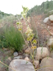Biscutella auriculata
