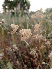 Biscutella auriculata