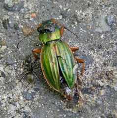 Carabus auratus