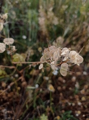 Biscutella auriculata