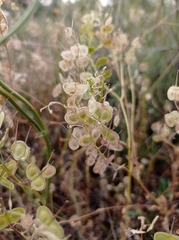 Biscutella auriculata