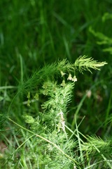 Asparagus tenuifolius