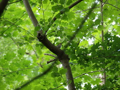 Fringilla coelebs