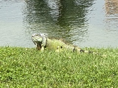 Iguana iguana