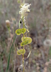 Biscutella auriculata