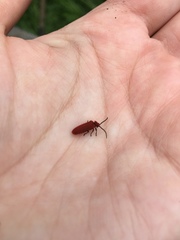 Dictyoptera aurora