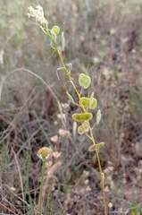Biscutella auriculata