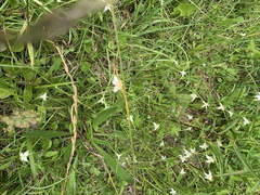 Rhynchospora latifolia