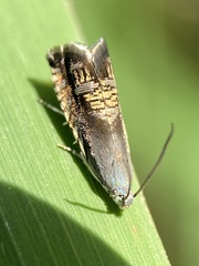 Grapholita angleseana