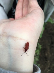 Dictyoptera aurora