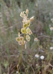 Biscutella auriculata