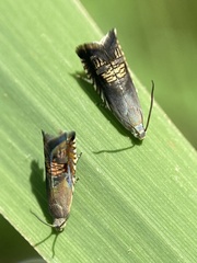 Grapholita angleseana