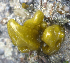 Dactylosiphon bullosus