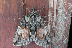 Hydriomena perfracta