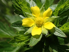 Potentilla norvegica