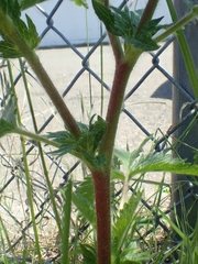 Potentilla norvegica