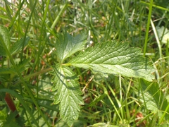 Potentilla norvegica