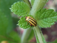 Alagoasa bipunctata